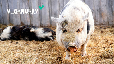 Veganuary: 7 Gründe, warum Du mitmachen solltest